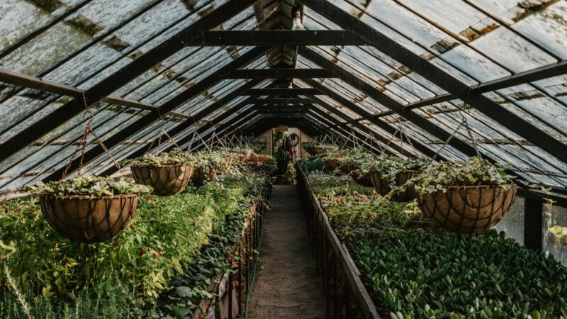 Guia Definitivo: Cuidados com Plantas Dentro de Casa para uma Rotina Simplificada e Próspera